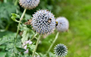 Annebergs Limtræ Natursuiter Hytter Stemning Blomst