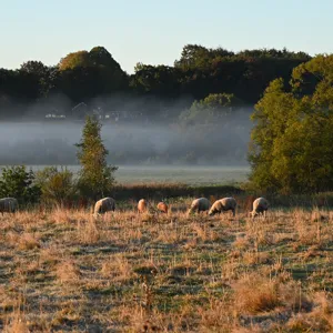 Annebergs Limtræ Natursuiter Hytter Stemning Mark
